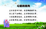 心脏的结构