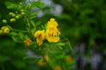 小黄花