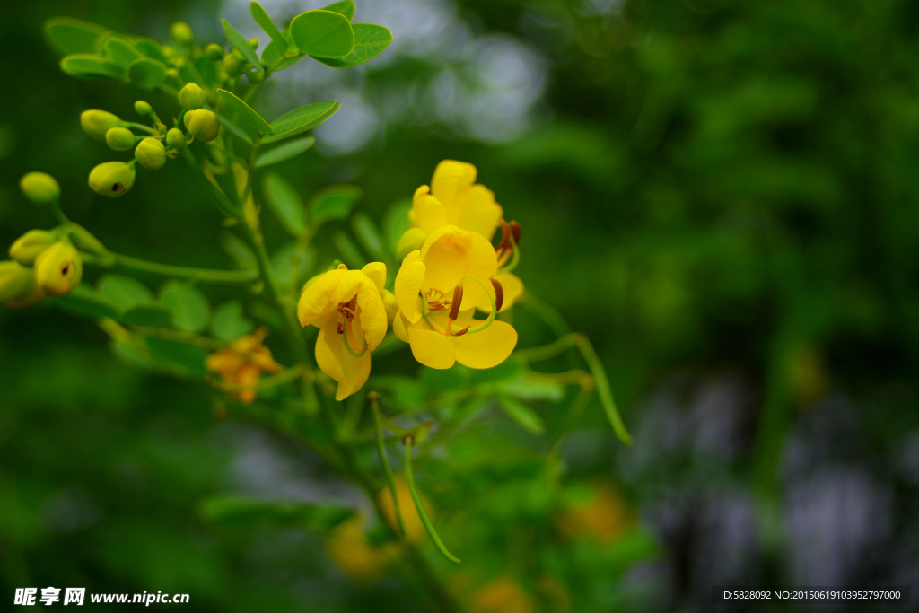 小黄花