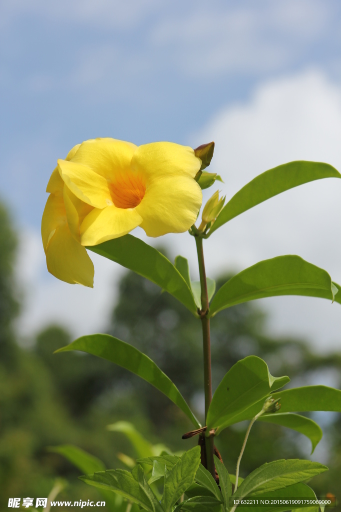 黄蝉花