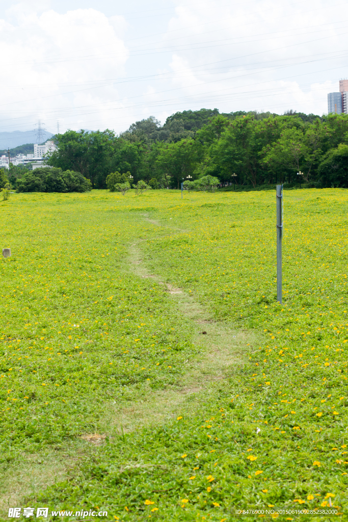 草坪 小路