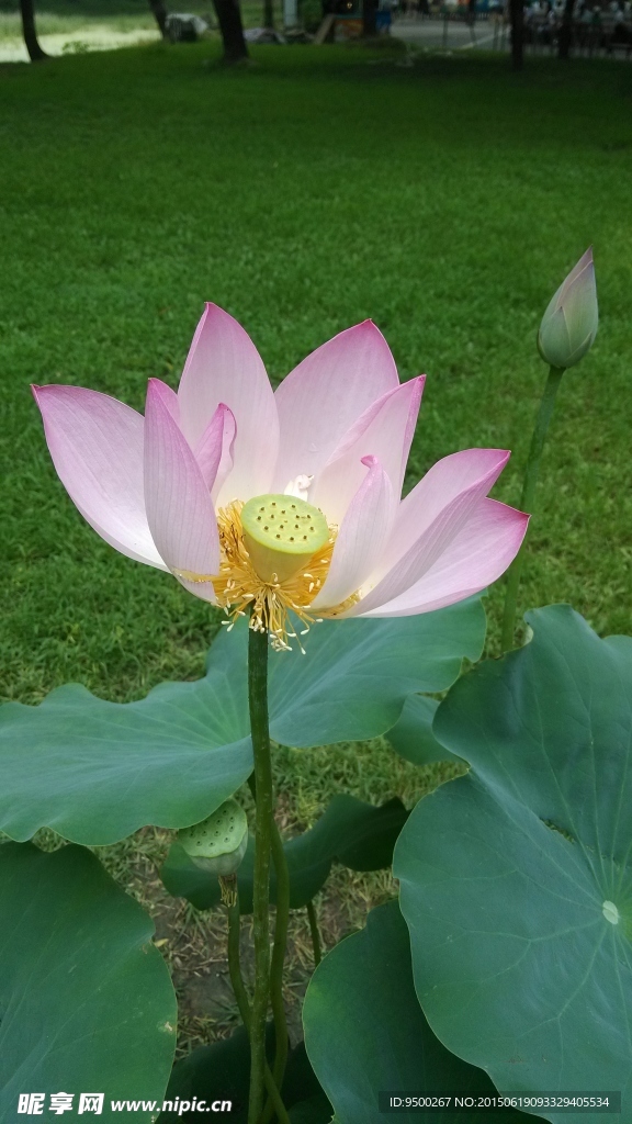 莲花