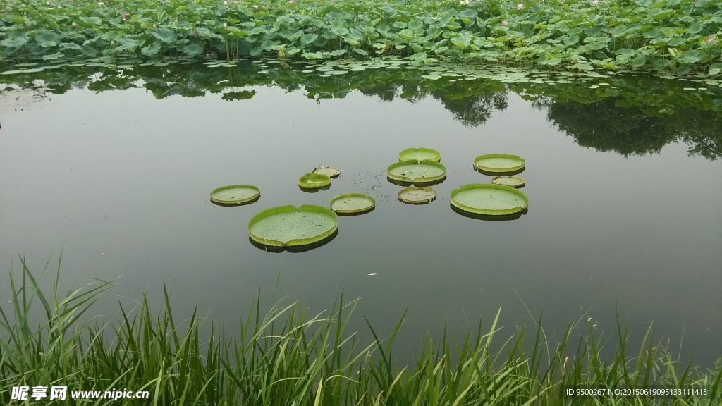 莲池