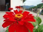 近摄花卉