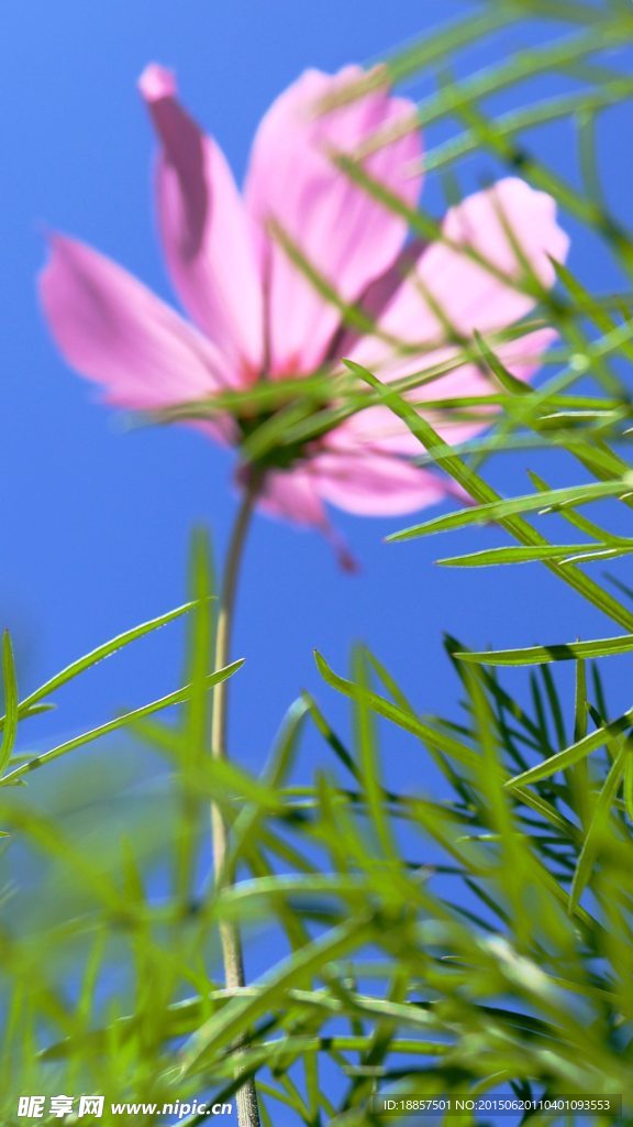 波斯菊