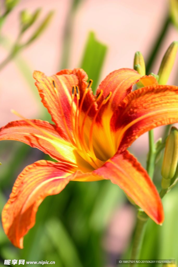 百合花