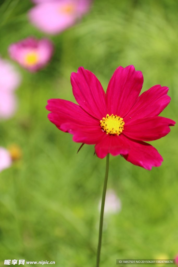 波斯菊