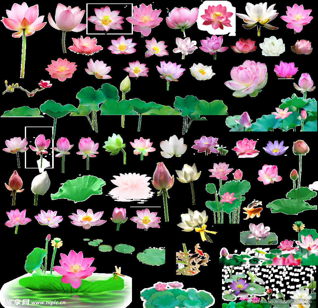 荷花集锦