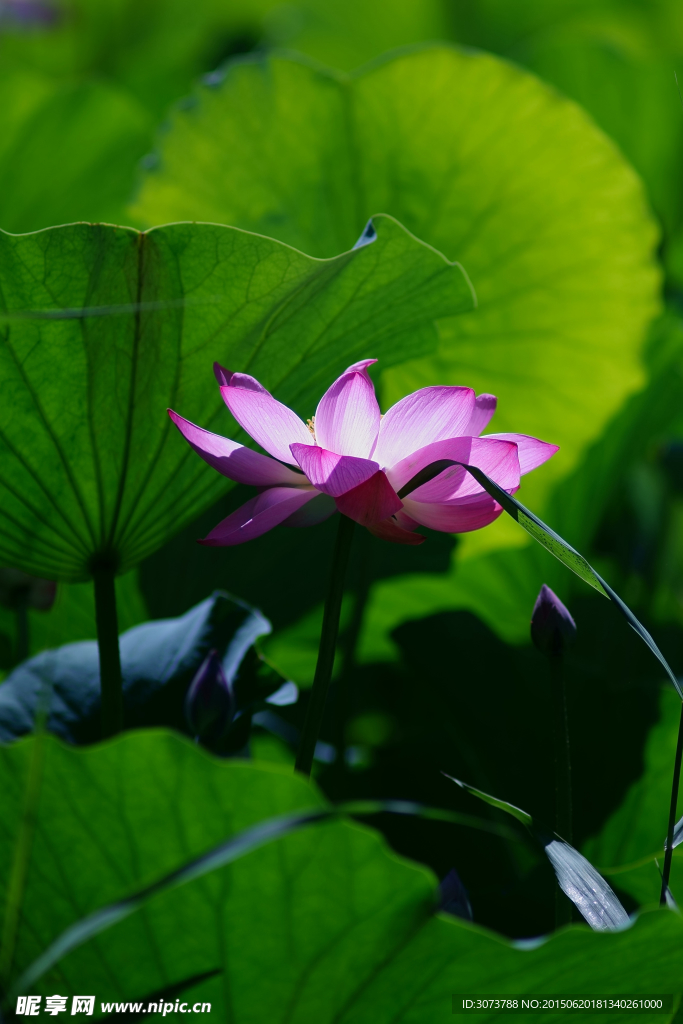 荷花