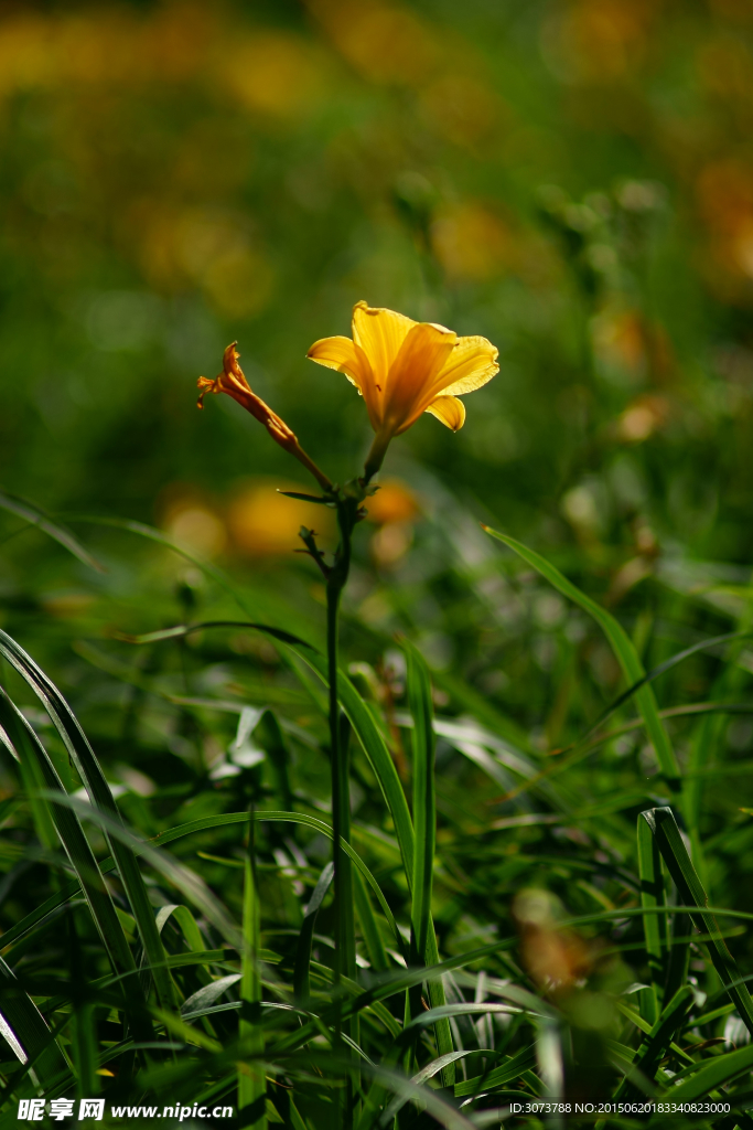 萱草花