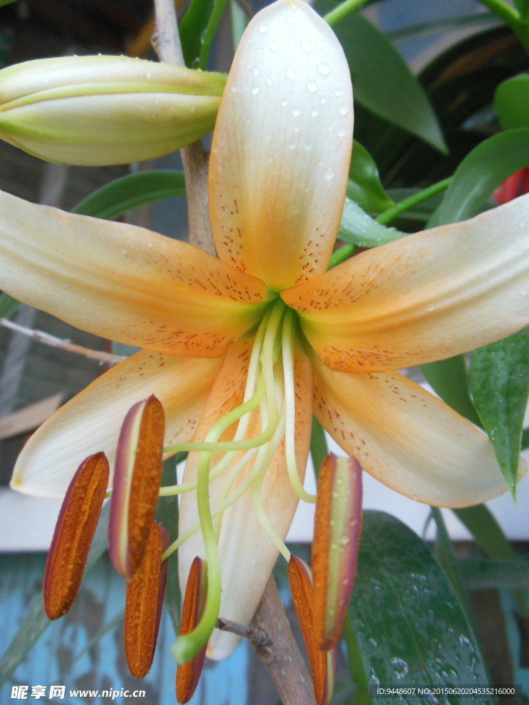 百合花