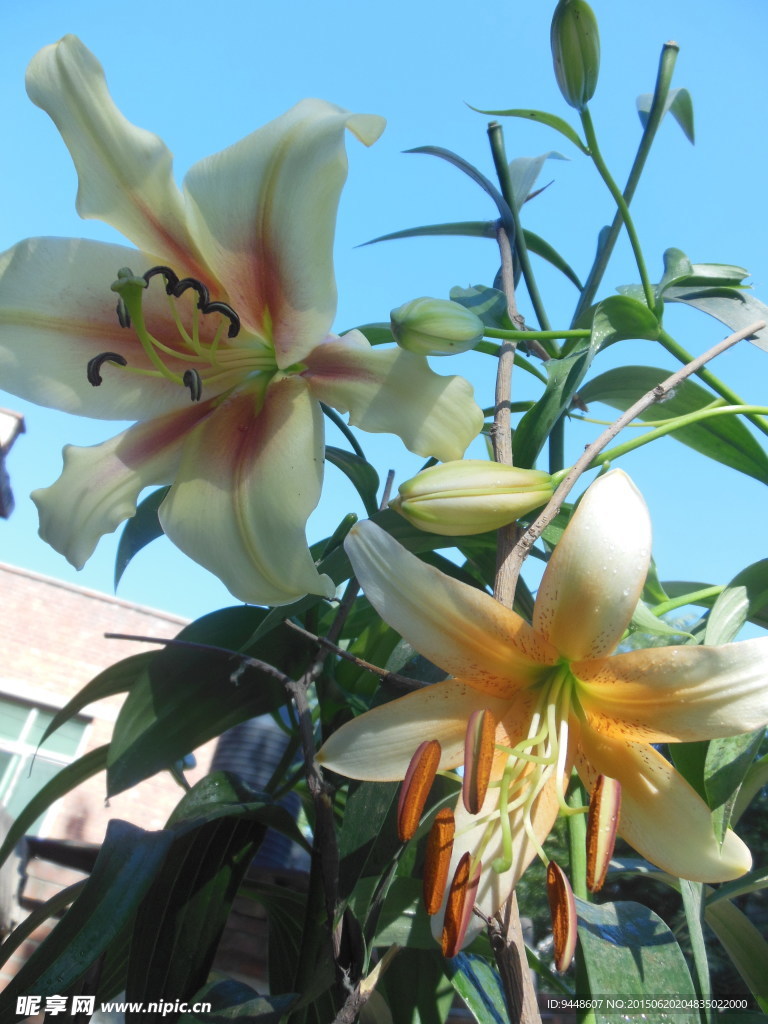 百合花