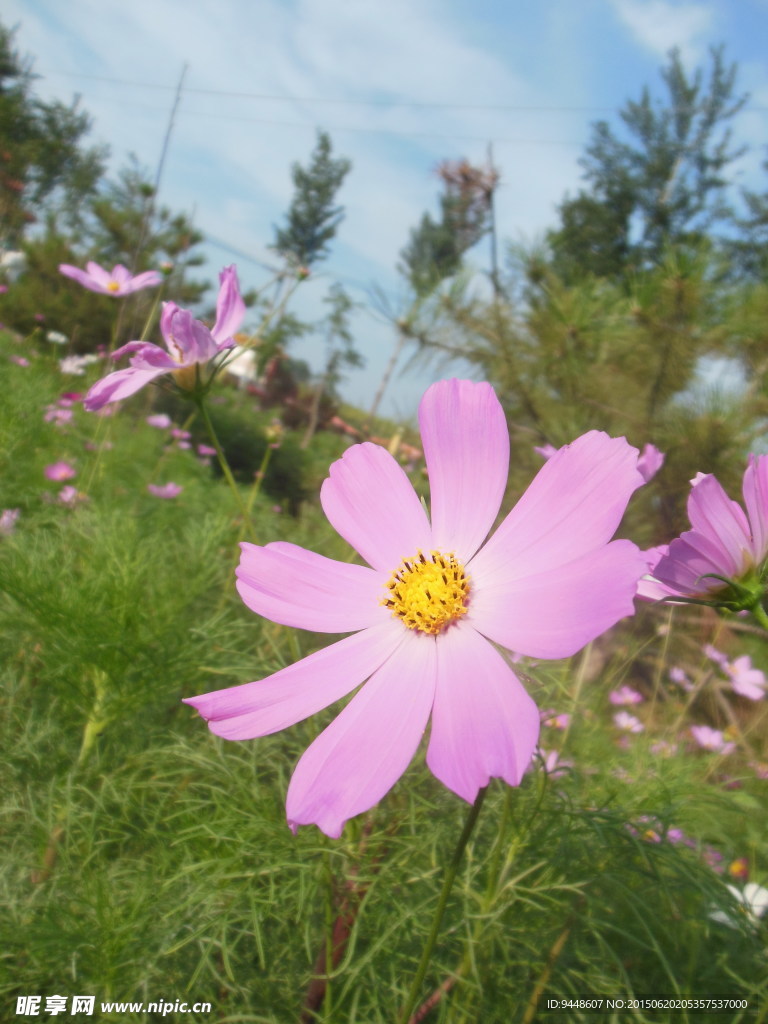 格桑花