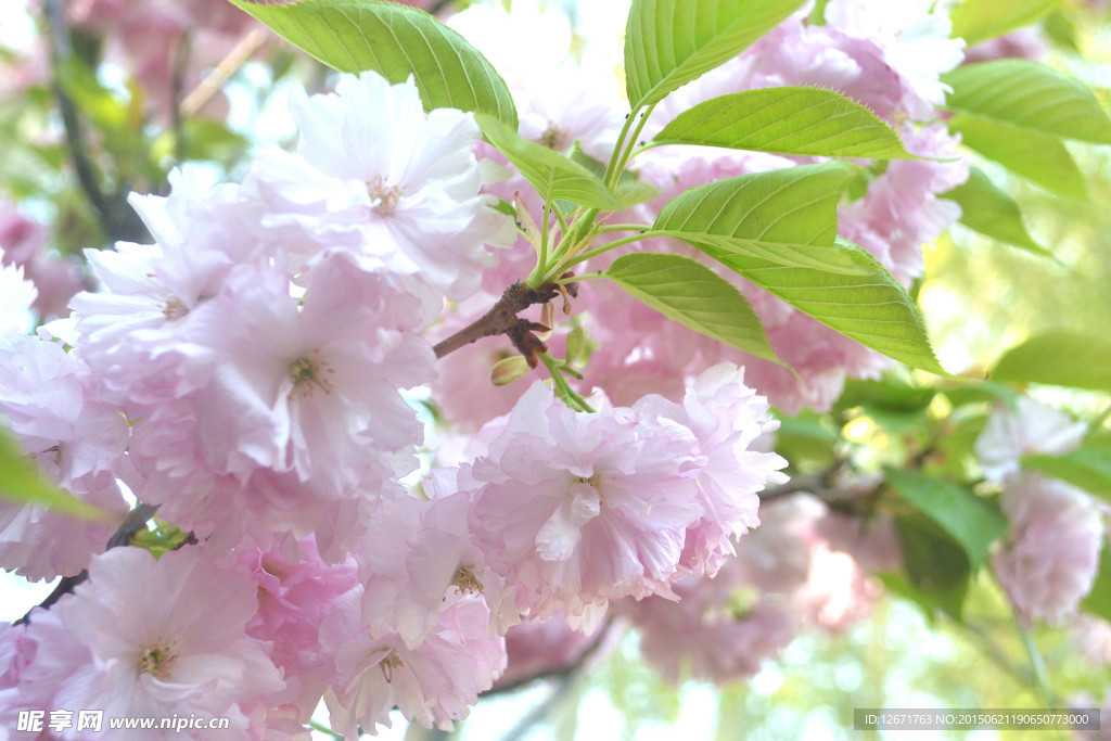 碧桃花