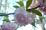 碧桃花