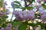 碧桃花
