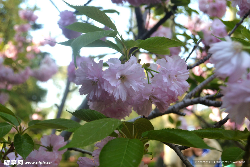 碧桃花
