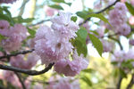 碧桃花