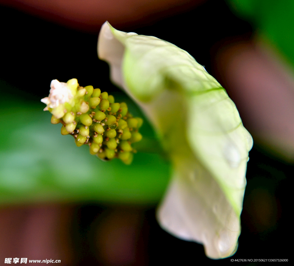 白掌花