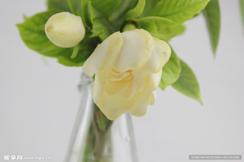 栀子花
