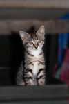 小猫