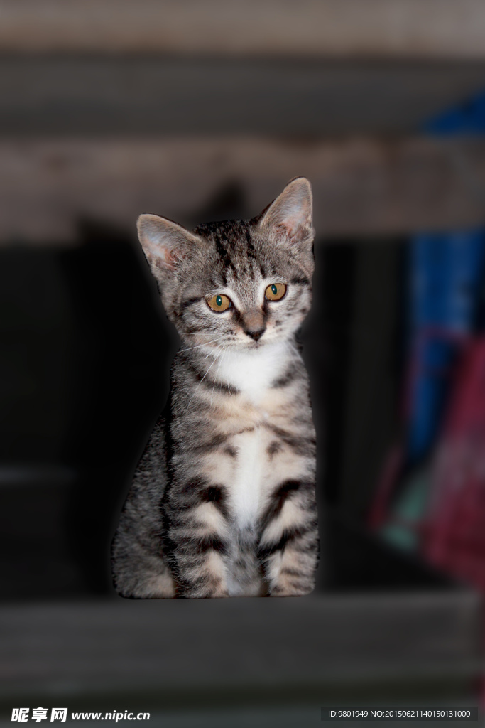 小猫
