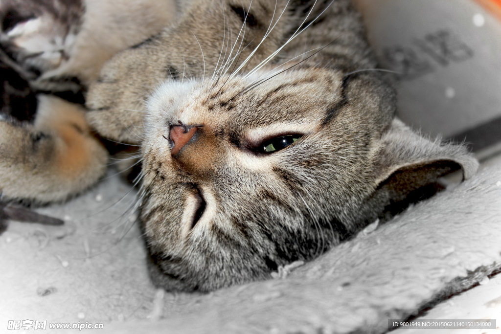 猫咪