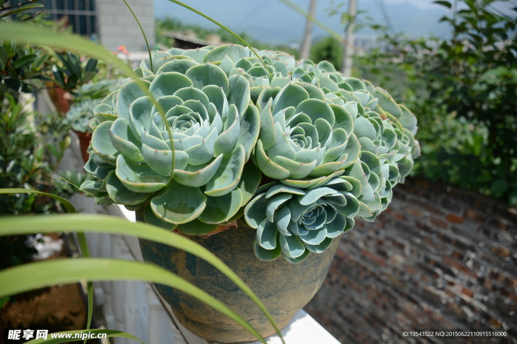 多肉植物