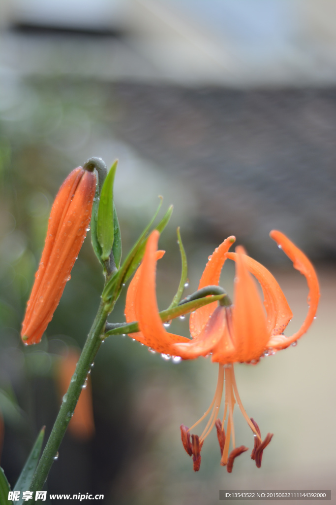 百合