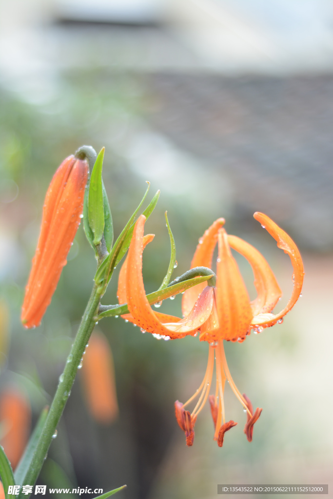 百合