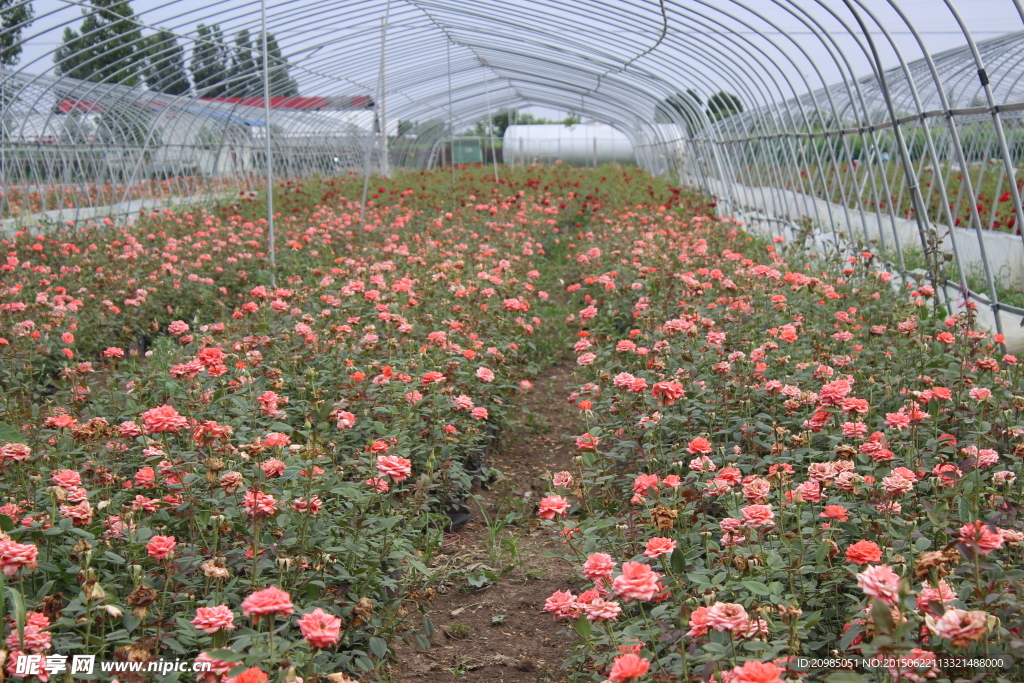 花草种植基地