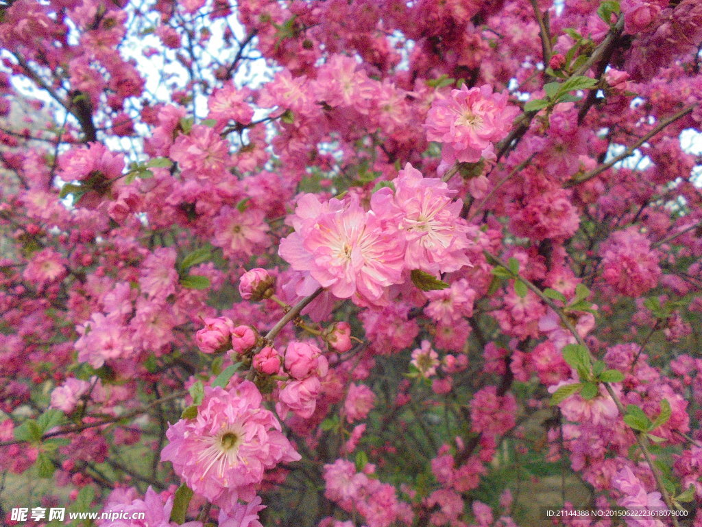 桃花