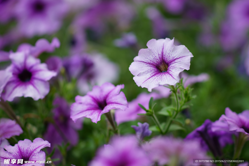 牵牛花