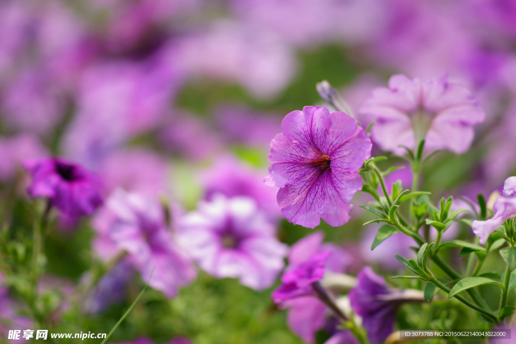 牵牛花