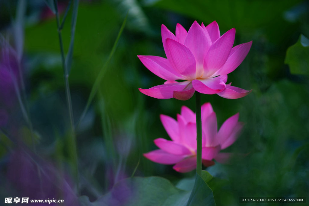 荷花