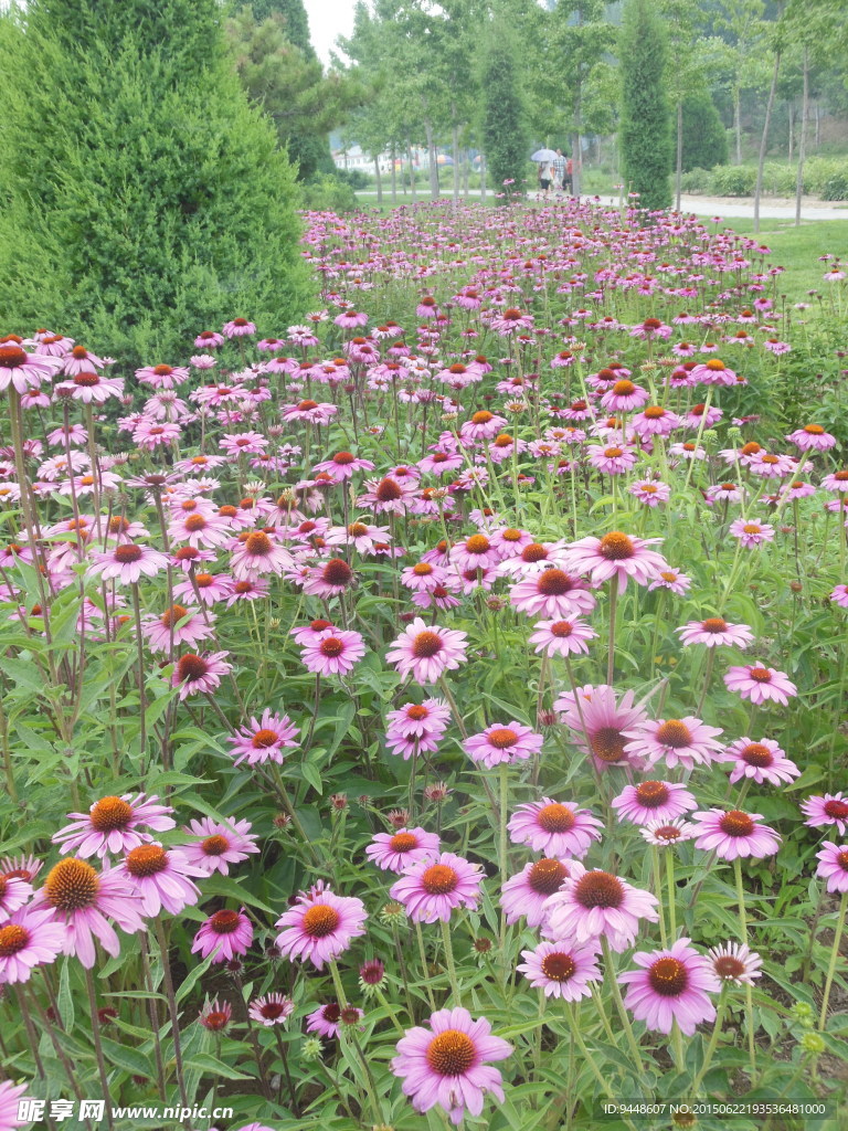 松果菊