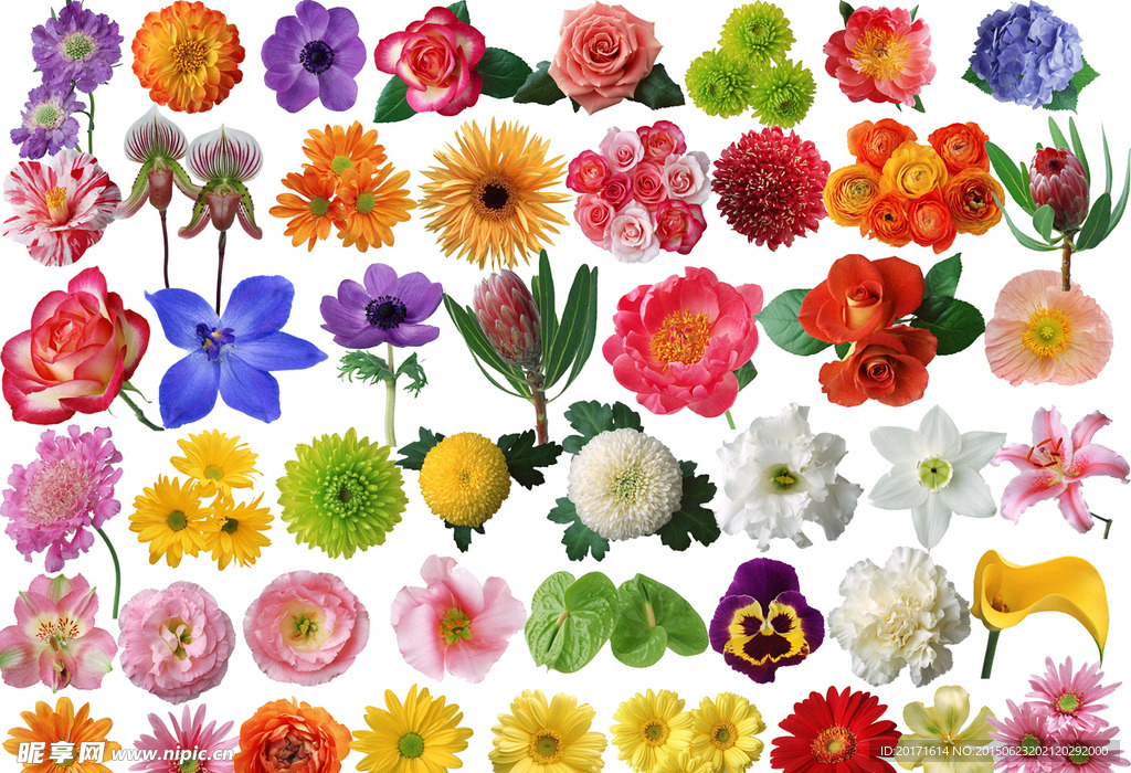 各类花