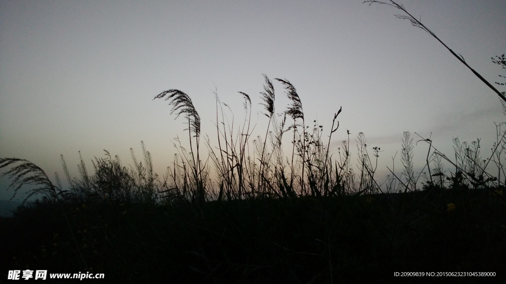 夕阳下的小草