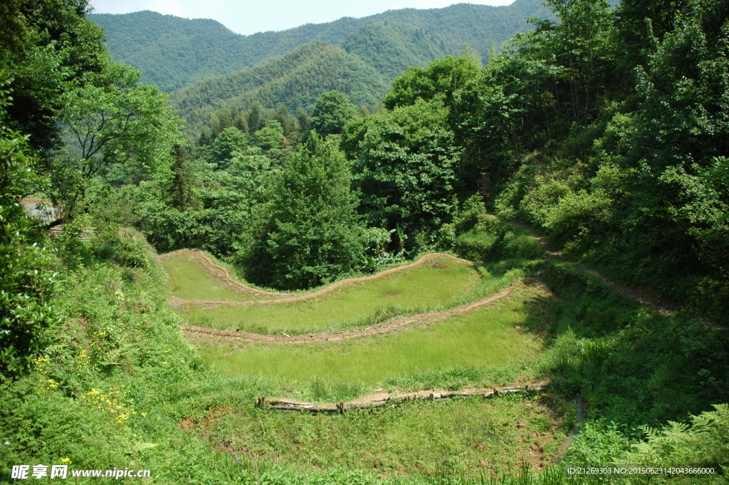 大山梯田