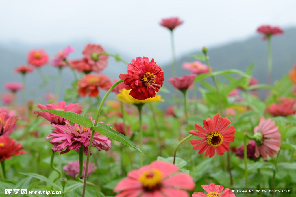 花海