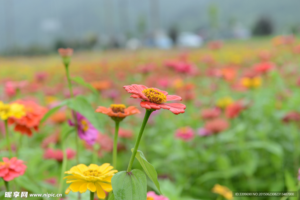 花海