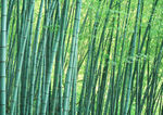 竹