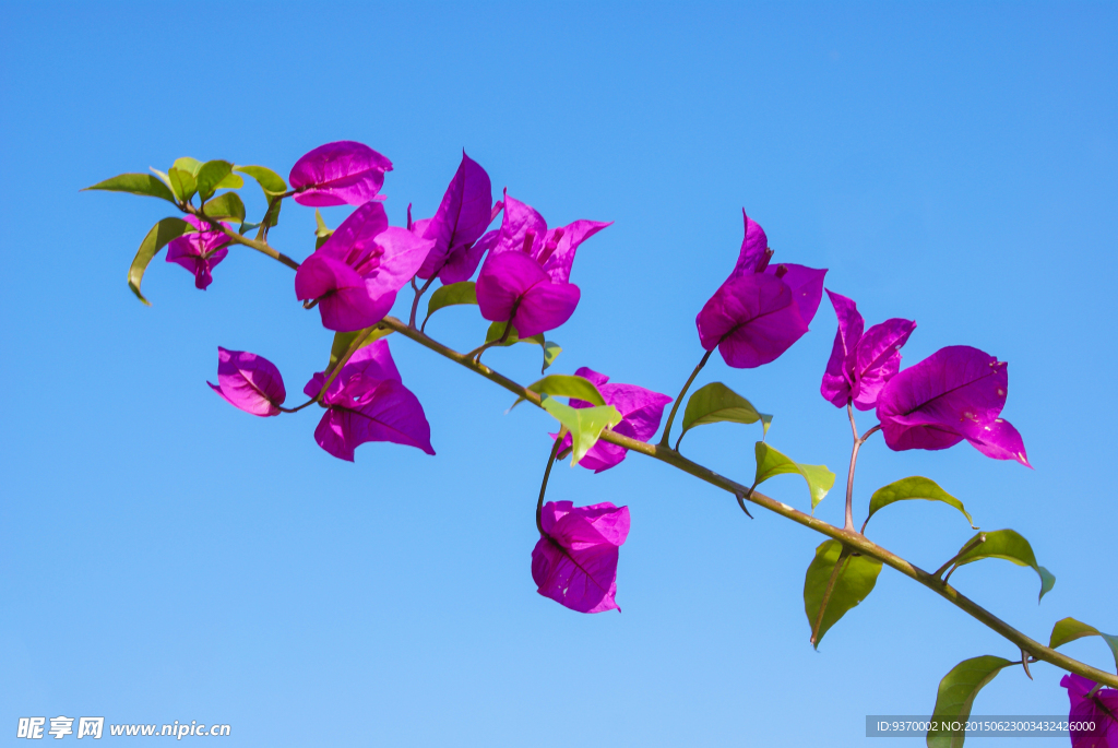 叶子花