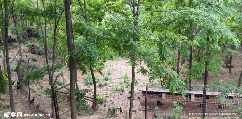 土鸡基地