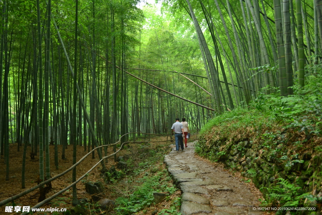 芝林风光