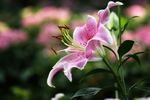 百合花