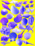 海螺