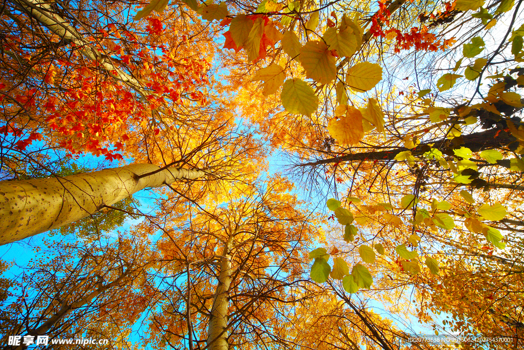 秋后仰望枫树