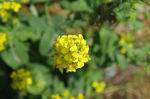 小黄花