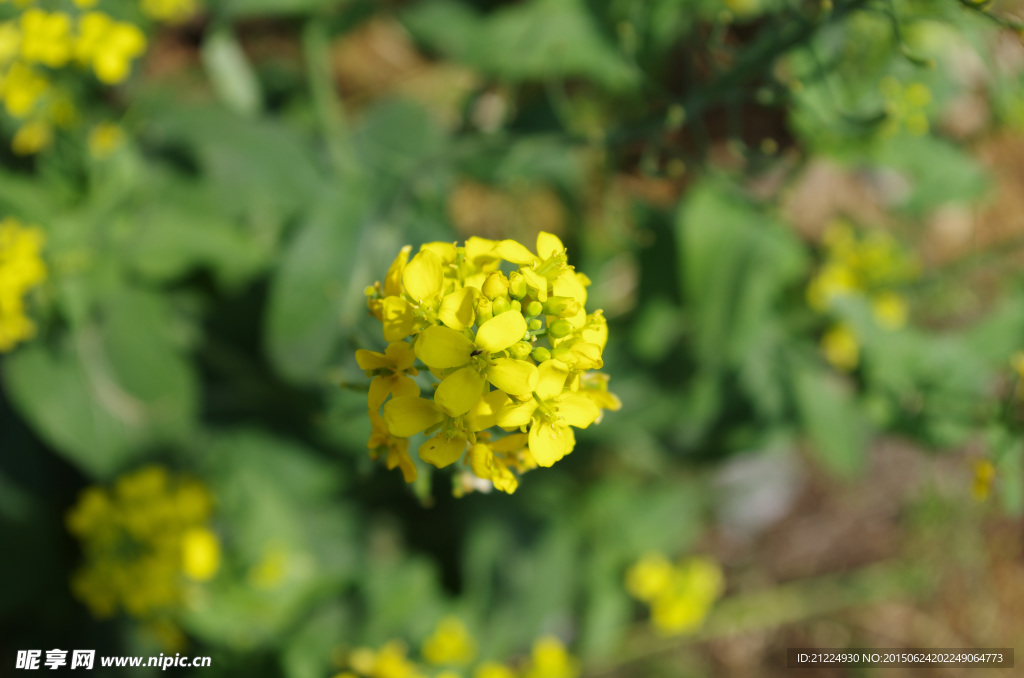 小黄花
